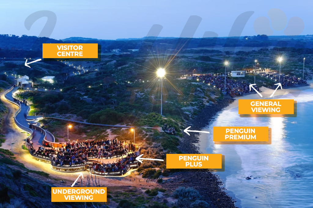Phillip Island Penguin Parade Viewing Platform
